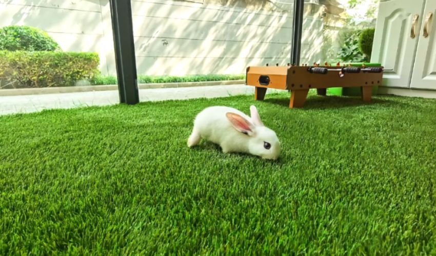Synthetic Turf Grass in Dubai